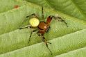 Araniella_cucurbitina_D4820_Z_88_-_Frankrijk