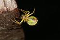 Araniella_cucurbitina_D4821_Z_87_-_Frankrijk