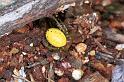 Araniella_cucurbitina_F1180_Z_77_Arfons_Frankrijk