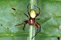 Araniella_cucurbitina_F1320_Z_82_Brousses-et-Villaret_Frankrijk