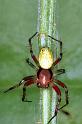 Araniella_cucurbitina_F1321_Z_84_Brousses-et-Villaret_Frankrijk