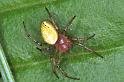 Araniella_cucurbitina_F1323_Z_84_Brousses-et-Villaret_Frankrijk