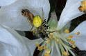 Araniella_cucurbitina_P0665_Z_86_-_Frankrijk
