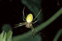Araniella_cucurbitina_P0667_Z_85_-_Frankrijk