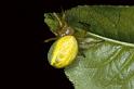Araniella_cucurbitina_P0670_Z_90_Soube_Frankrijk