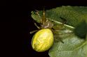 Araniella_cucurbitina_P0671_Z_85_Soube_Frankrijk