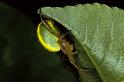 Araniella_cucurbitina_P0673_Z_90_Soube_Frankrijk
