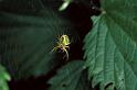 Araniella_cucurbitina_P0675_Z_90_-_Frankrijk