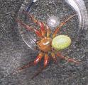 Araniella_inconspicua_F1680_Z_80_-_Frankrijk