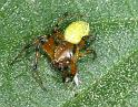 Araniella_opisthographa_D4397_Z_85_Oostvlieland_Nederland