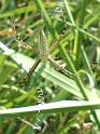Argiope_ZZ184_F1797_Z_75_-_USA