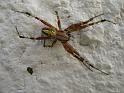 Argiope_ZZ337_D3928_Z_89_-_-