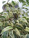 Argiope_ZZ337_D3929_Z_88_-_-