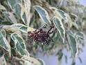 Argiope_ZZ337_D3930_Z_87_-_-