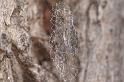 Argiope_ZZ396_D5498_Z_90_Collinsville_Australie