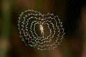 Argiope_ZZXYX_D2454_Z_80_-_Australie