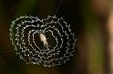 Argiope_ZZXYX_D2455_Z_80_-_Australie