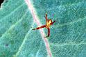 Argiope_ZZXYX_F0629_Z_75_Collinsville_Australie