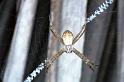 Argiope_ZZXYX_F0635_Z_85_Collinsville_Australie