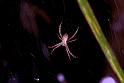 Argiope_ZZXYX_F1858_Z_78_Litchfield_Australie