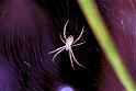 Argiope_ZZXYX_F1859_Z_80_Litchfield_Australie