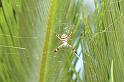 Argiope_aetherea_D4112_Z_80_Toowoomba_Australie