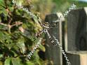 Argiope_argentata_F1792_Z_90_-_USA