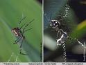 Argiope_argentata_F1800_Z_75_-_USA