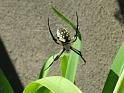 Argiope_aurantia_D3922_Z_88_-_USA