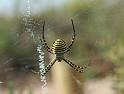 Argiope_aurantia_D3923_Z_86_-_-