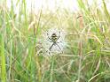 Argiope_aurantia_D3924_Z_89_-_-