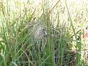 Argiope_aurantia_D3926_Z_89_-_Nederland