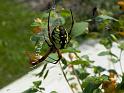 Argiope_aurantia_F1798_Z_90_-_USA