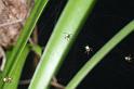 Argiope_bruennichi_D2869_Z_85_Badhoevedorp_Nederland