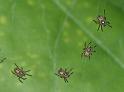 Argiope_bruennichi_D2871_Z_88_Badhoevedorp_Nederland