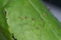 Argiope_bruennichi_D2872_Z_85_Badhoevedorp_Nederland