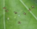 Argiope_bruennichi_D2873_Z_87_Badhoevedorp_Nederland