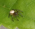 Argiope_bruennichi_D2875_Z_90_Badhoevedorp_Nederland