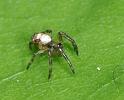 Argiope_bruennichi_D2876_Z_80_Badhoevedorp_Nederland