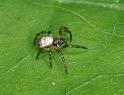 Argiope_bruennichi_D2877_Z_88_Badhoevedorp_Nederland