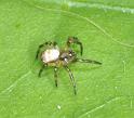 Argiope_bruennichi_D2878_Z_75_Badhoevedorp_Nederland