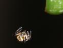 Argiope_bruennichi_D2880_Z_75_Badhoevedorp_Nederland