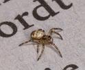 Argiope_bruennichi_D2881_Z_82_Badhoevedorp_Nederland