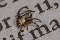 Argiope_bruennichi_D2882_Z_82_Badhoevedorp_Nederland