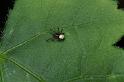 Argiope_bruennichi_D2883_Z_78_Badhoevedorp_Nederland