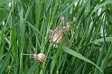 Argiope_bruennichi_D2889_Z_80_Badhoevedorp_Nederland