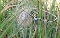 Argiope_bruennichi_D3925_Z_90_-_Nederland