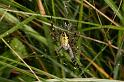 Argiope_bruennichi_D7509_Z_87_Waterleidingduinen_Nederland