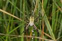 Argiope_bruennichi_D7510_Z_88_Waterleidingduinen_Nederland