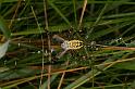 Argiope_bruennichi_D7511_Z_89_Waterleidingduinen_Nederland